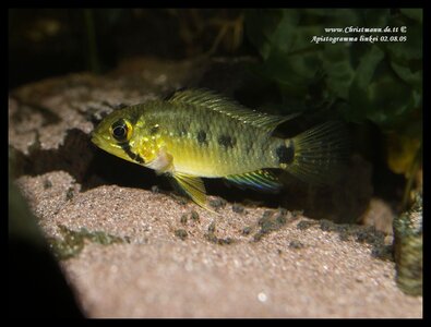 Apistogramma linkei 02.08.09_1.jpg