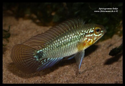 Apistogramma linkei_3.jpg