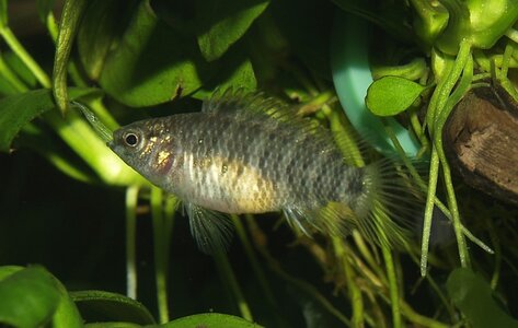 Badis Badis_weiblich_2cm_A230892.jpg