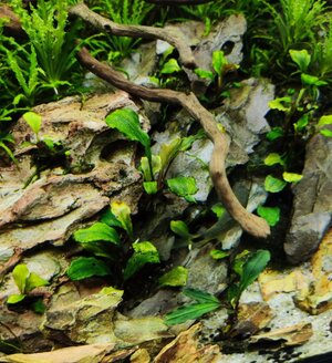 Bucephalandra 'Wavy Green.jpg