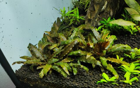 Cryptocoryne wendtii 'Brown'.jpg