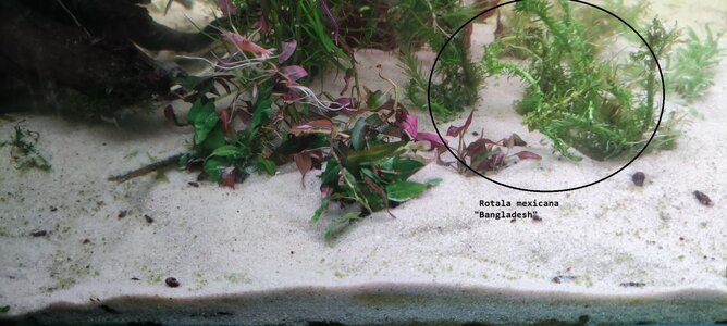 20220129_Rotala_mexicana_Bangladesh.jpeg