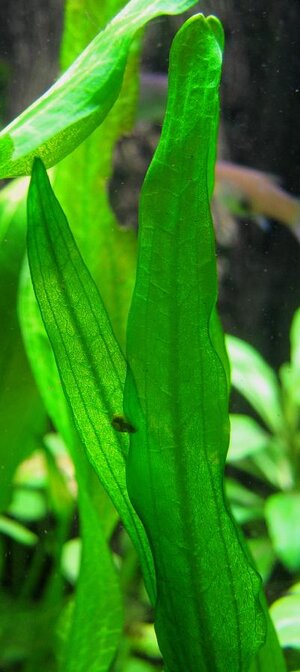 Echinodorus berteroi Blatt.jpg