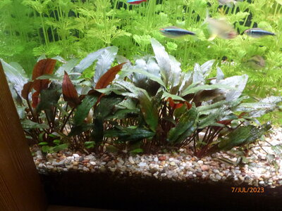 Ccryptocoryne Beckettii 'Petchii' 1.JPG