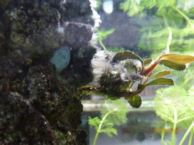 Bucephalandra sp 'Theia' 2.JPG