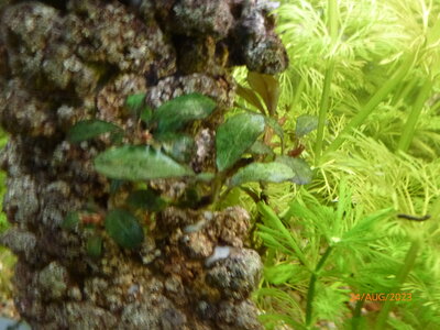 Bucephalandra sp 'Theia' 5.JPG