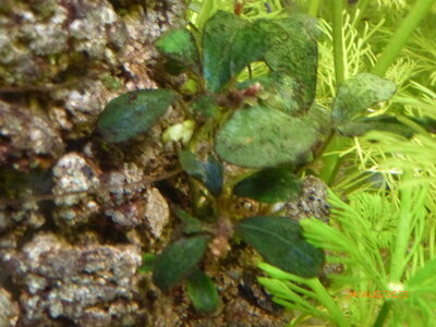 Bucephalandra sp 'Theia' 6.JPG