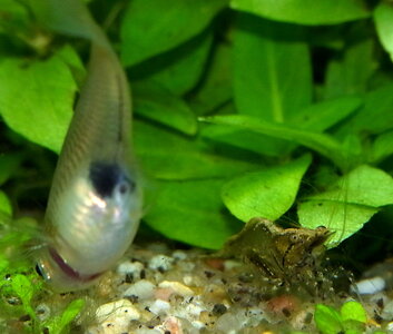 Caridina_simoni_simoni_2.JPG