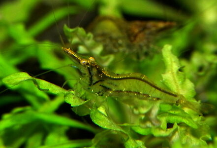 Caridina_simoni_simoni_3.JPG