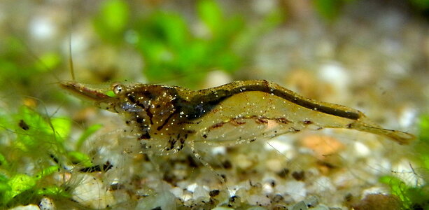 Caridina_simoni_simoni_4.JPG