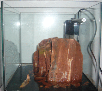 aquarium2.gif