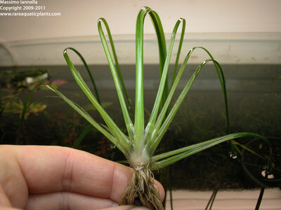 Eriocaulon_sp_Japan_Needle_Leaf.JPG