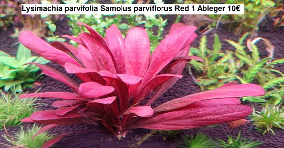 Lysimachia parvifolia Samolus parviflorus Red.jpg