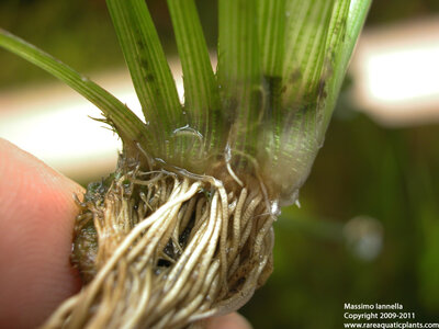 Eriocaulon_sp_Japan_Needle_Leaf_17.JPG