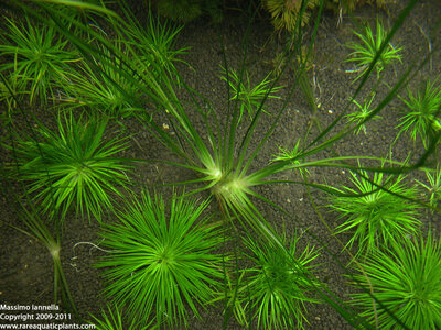 Eriocaulon_sp_Japan_Needle_Leaf_13.JPG