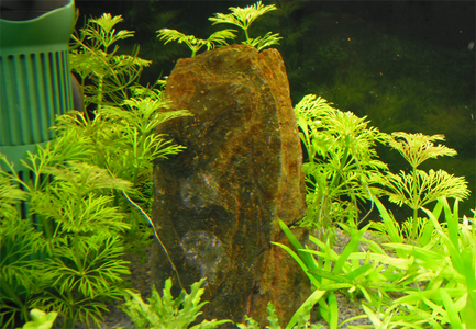 limnophila.png