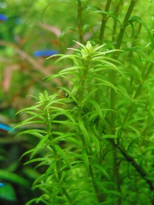 Rotala.jpg