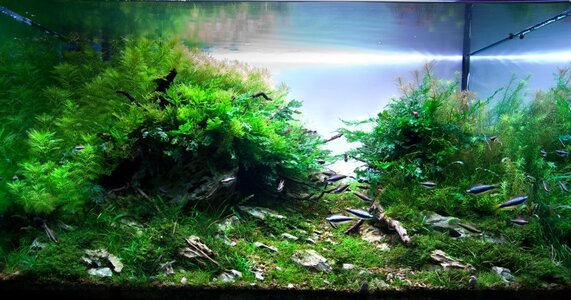 aquascape-275-front-9.jpg