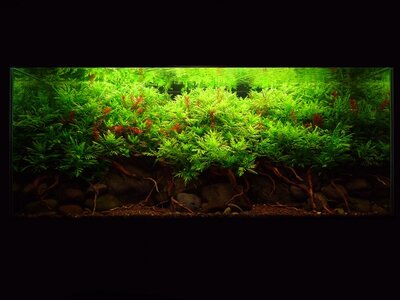 aquascape-115-front-7.jpg