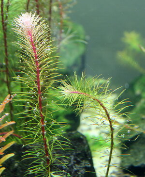 rotala.jpg