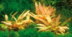 cryptocoryne spec.flamingo.jpg