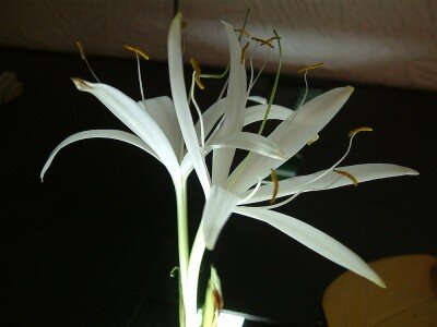 Crinum 4.JPG