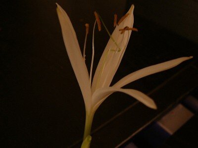 Crinum 3.jpg