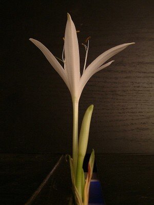 Crinum 2.jpg