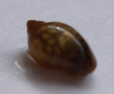 Schnecke (1) - Kopie.JPG