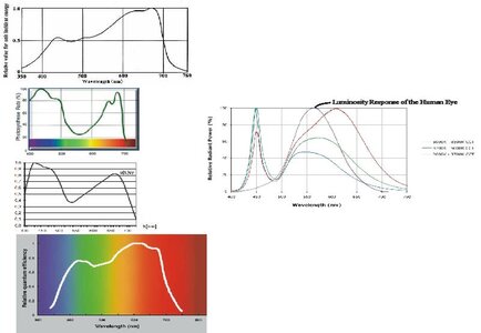 Photosynthese.jpg