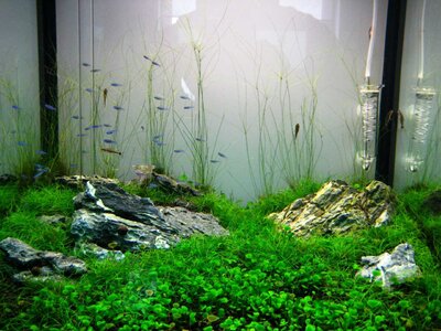 Tank 07092011.jpg