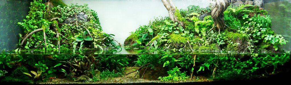 Serok Paludarium II.jpg