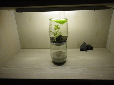 Mini Aquarium Weck Glas Aqua 070.JPG