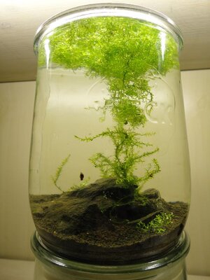 Mini Aquarium Weck Glas Aqua 090.JPG