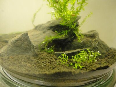 Mini Aquarium Weck Glas Aqua 081.JPG