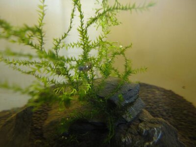 Mini Aquarium Weck Glas Aqua 076.JPG