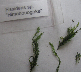 Fissidens sp Himehouogoke.jpg