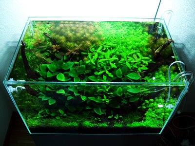 Chlorose-Anubias-1.jpg