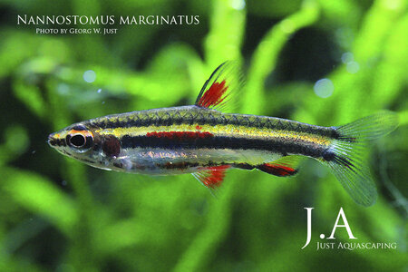 nannostomus_marginatus2.jpg