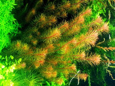 Rotala hippuris  -  Tannenwedel  Rotala  .jpg