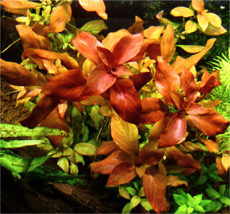 ludwigia_atlantis_02.jpg