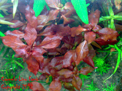 Ludwigia sp. 'red'.jpg