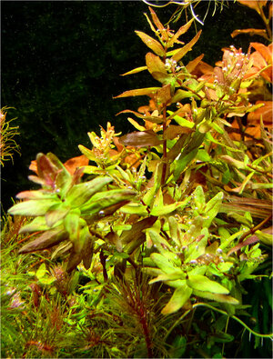 rotala_xy.jpg