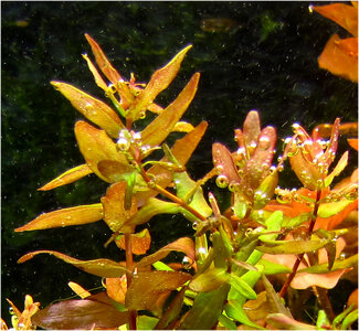 rotala_xyz.jpg