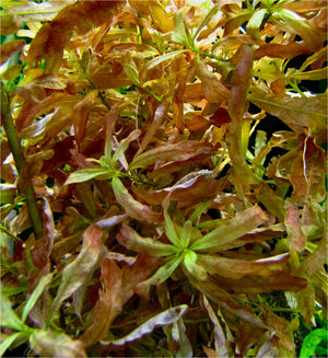 ludwigia_1.jpg