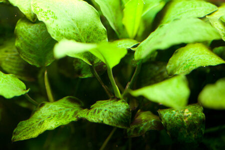 Anubias12527-1.jpg