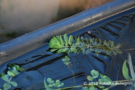 Myriophyllum_Roraima_ghiaccio_tag_rid.jpg