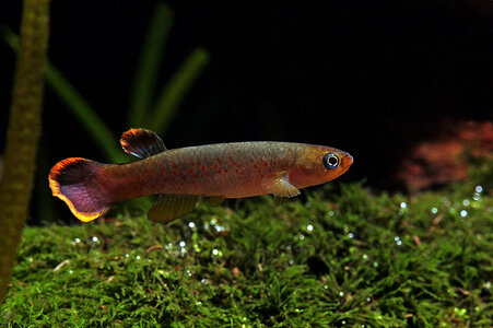 Rivulus-uruflammeus.jpg