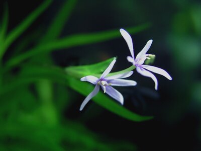 Heteranthera zosterifolia 3.JPG