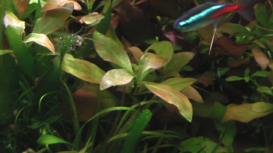 Ludwigia Repens.JPG